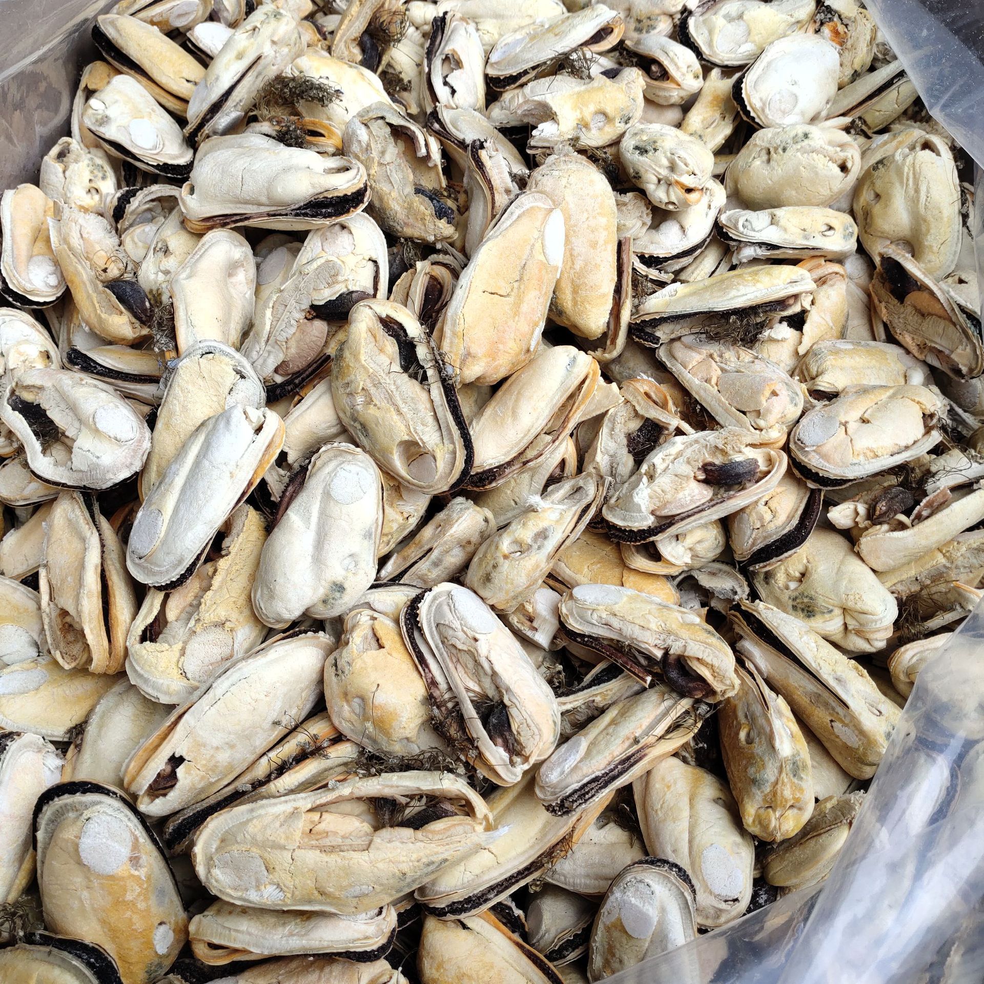 Pet freeze-dried snacks Freeze-dried mussels Wholesale seafood Freeze dried dog snack dog food cat Treats cat snack