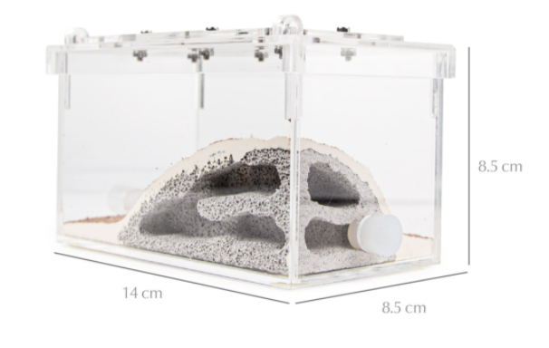 Manufacturer Small Anthill Formicarium Table Decor