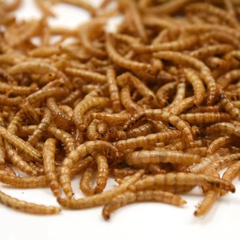 OEM Bird fish Hamster high protein flour weevil Tenebrio molitor yellow mealworms snacks dried pet food