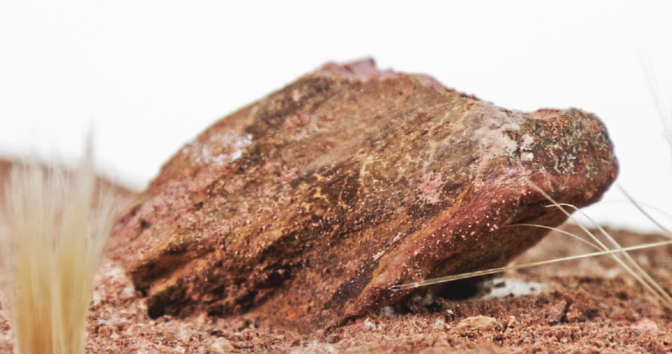 Underground Wilderness Ant Nest Home Decor Modern