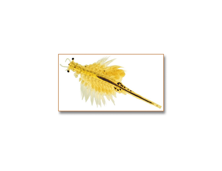 Support customized high hatchability and high nutrition Artemia eggs to promote rapid growth of fish