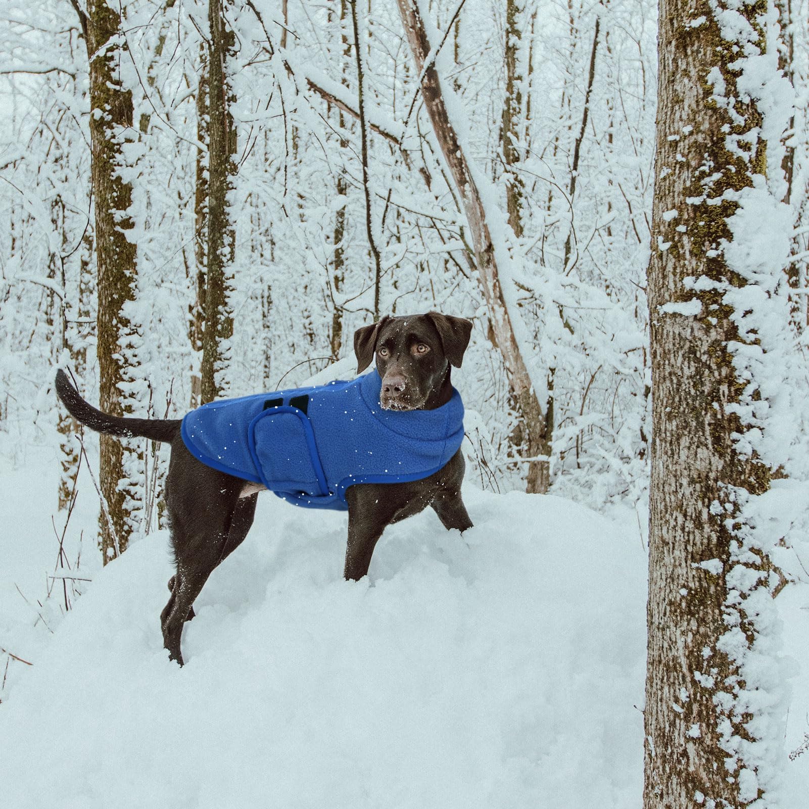 Queenmore Sweater, Soft Fleece Vest Pullover et with Leash Hole, Warm Winter Dog Coats Cold Weather Doggy Dachshund Sweaters for Dogs Cats Boy or Girl