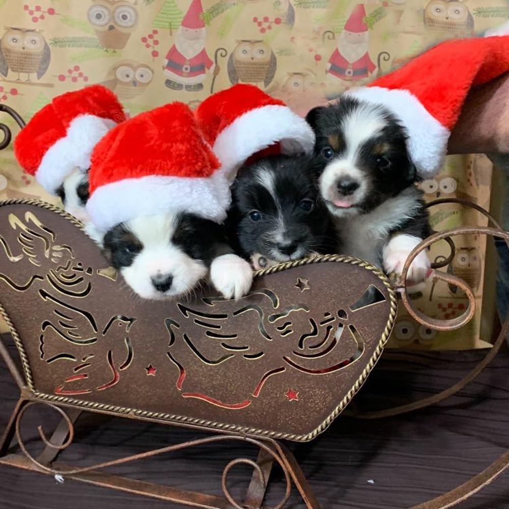 Beiabang Dog Cat Costumes Santa Hat Pet Christmas Photo Props for Puppy Kitten Small Cats Dogs