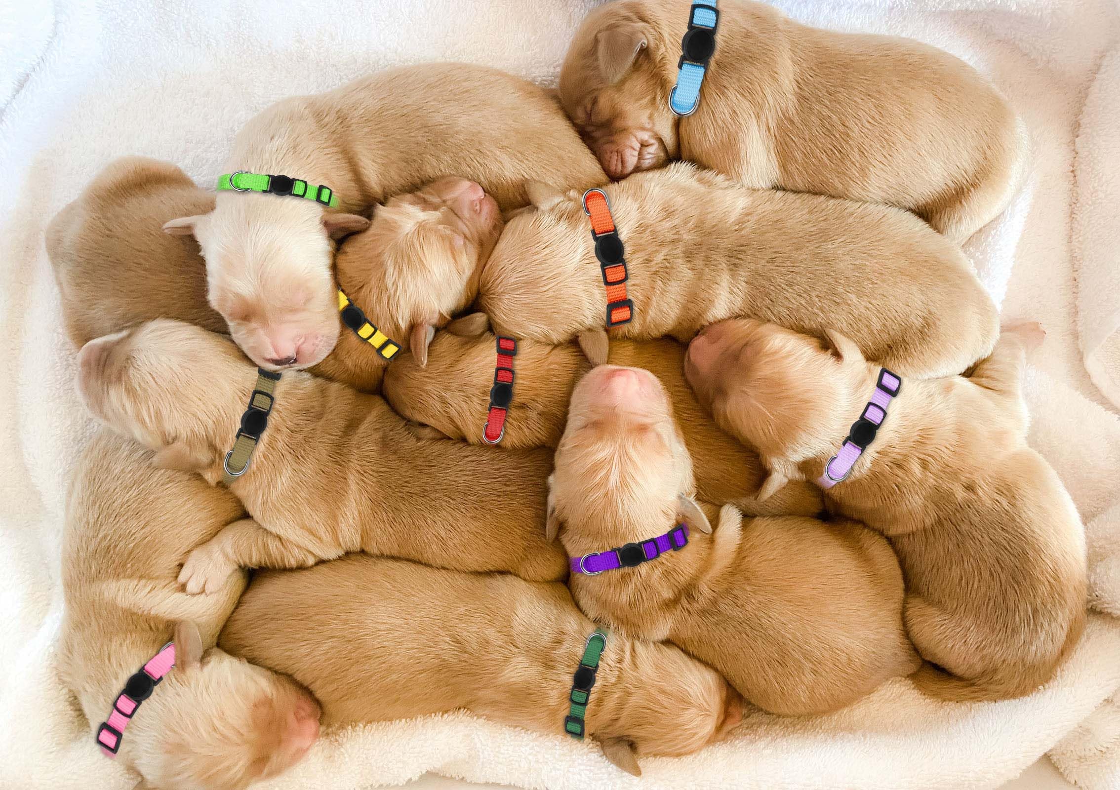 20 Pack Collars,Puppy formall Litterafety Buckleoft Nylon Whelping Newborn Puppy for Litter Puppies Collars