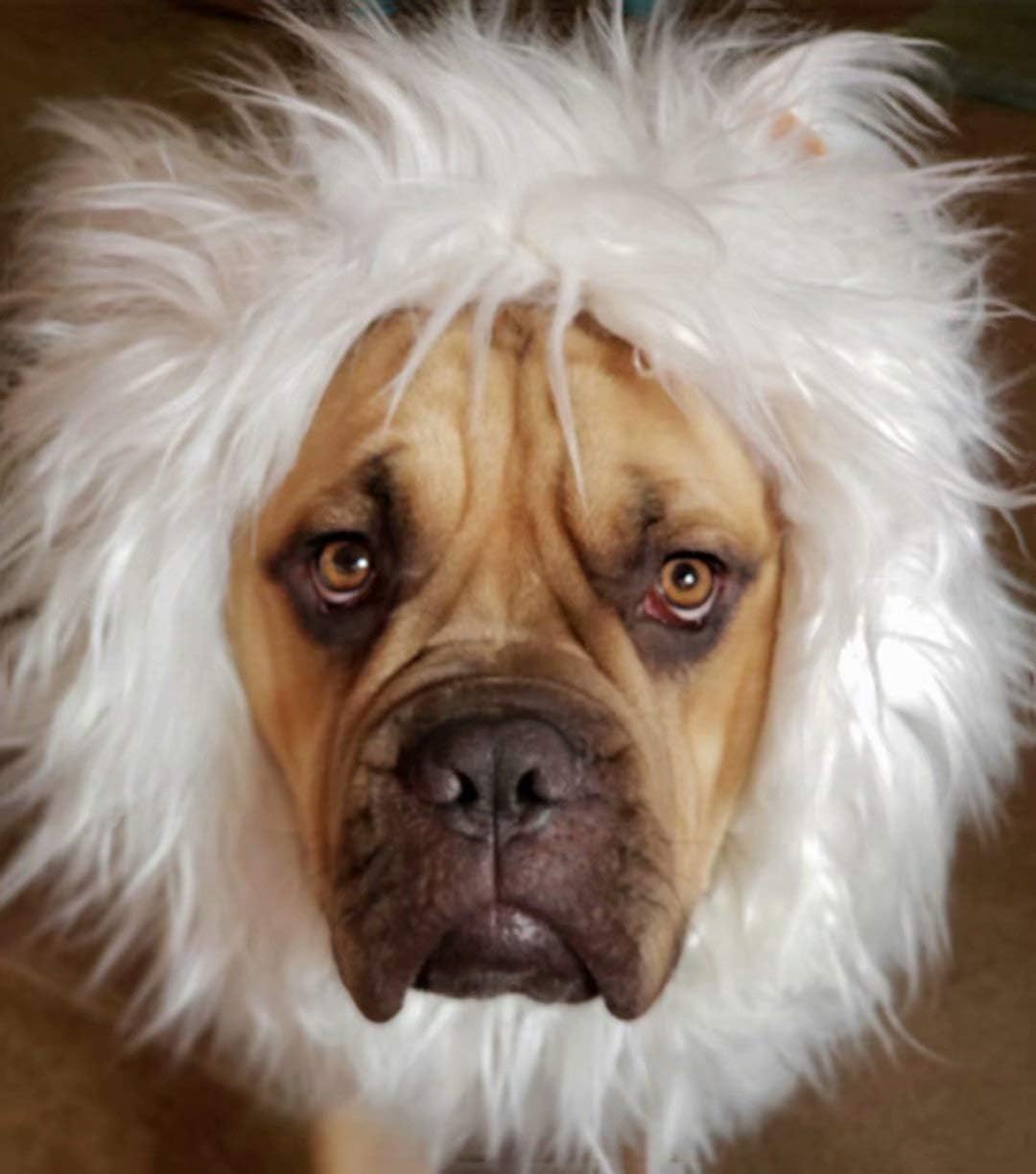 Lions Mane for Large Dog Halloween Costumes, Pet Wig with Ears