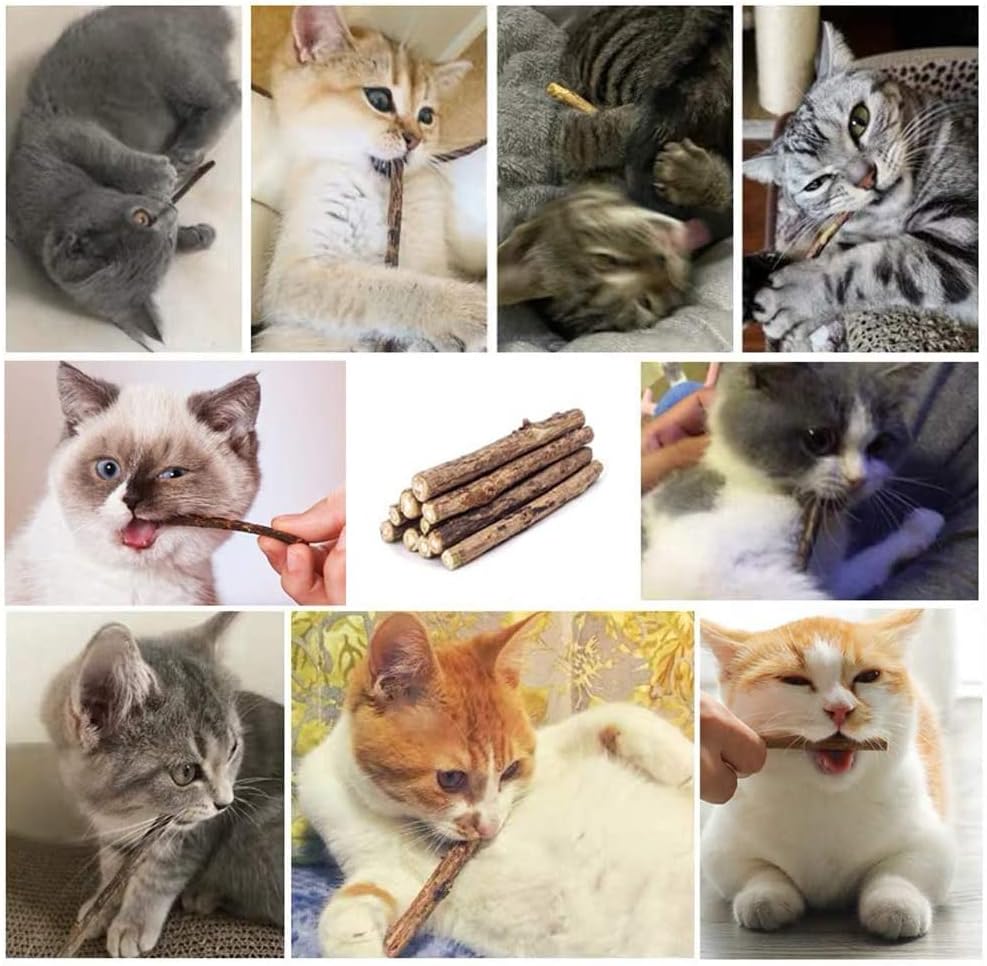 WoLover Matatabi Siervine Sticks - Cleaning Teeth Molar Tools Kitten Chew Natural Caip Cat Toy