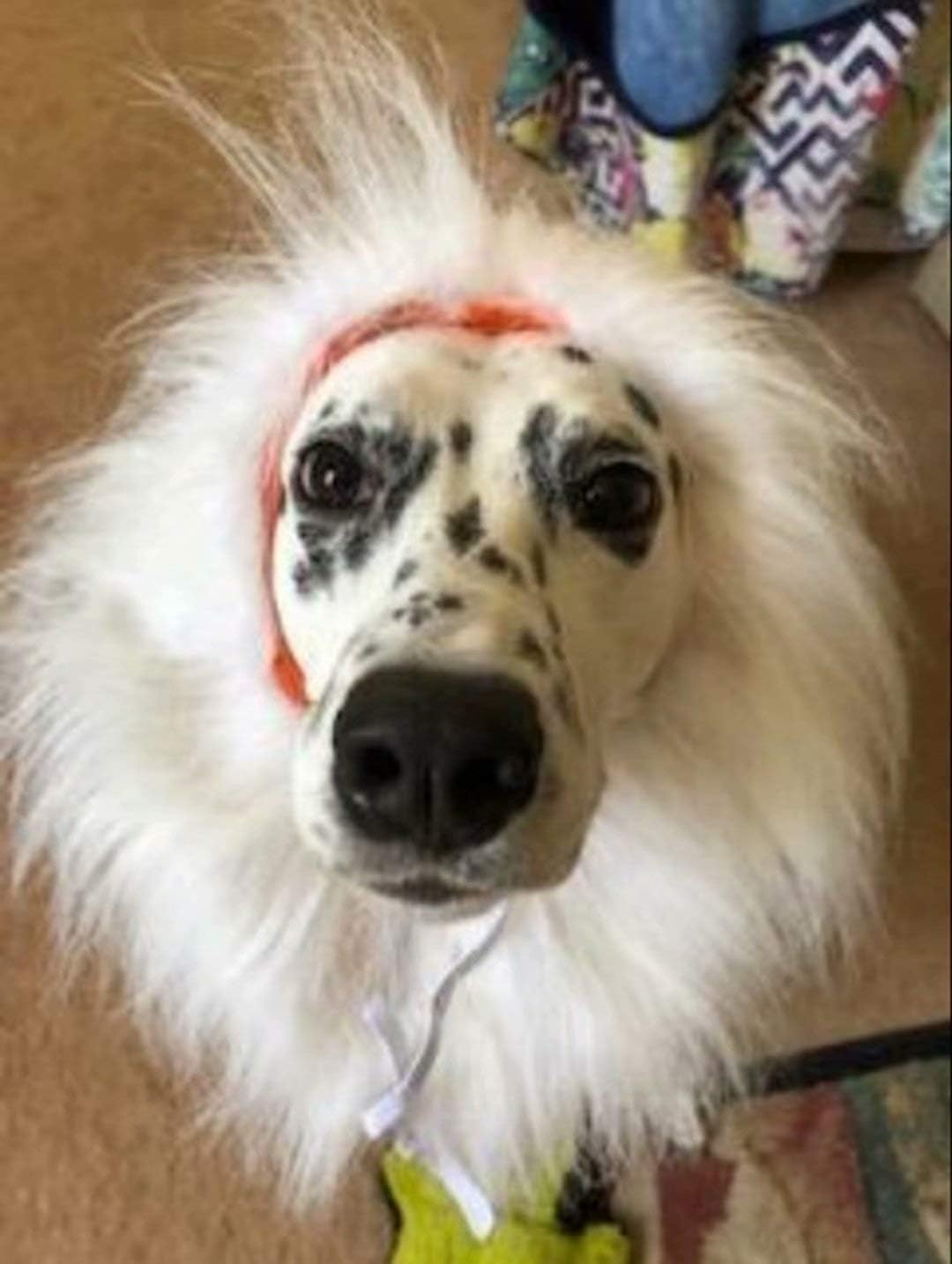 Lions Mane for Large Dog Halloween Costumes, Pet Wig with Ears