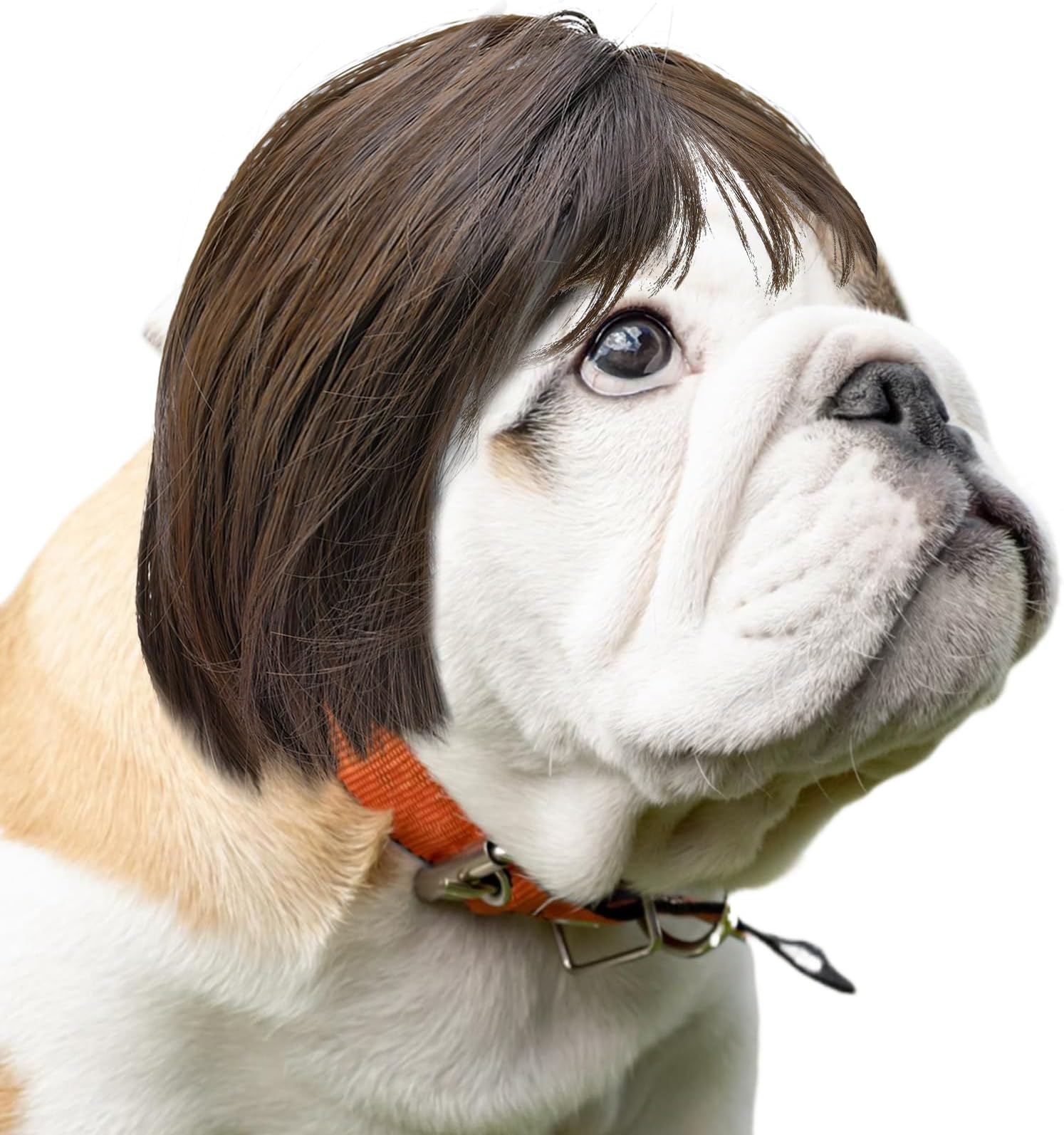 Funny Cat Dog - Brown Bob Haircut with Bangs, Costume for Small to Medium Sized Dogs Cats, Halloween Party Cosplay Apparel Accessories, Comfortable an