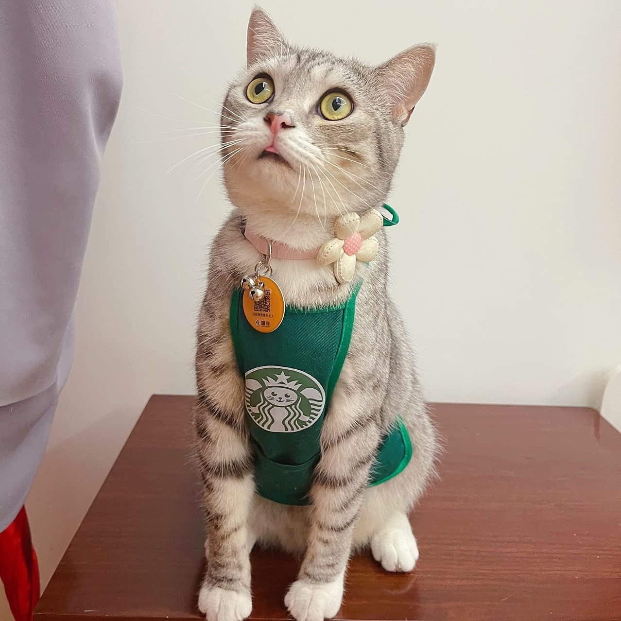 RUPO Bucks Cat Dog Clothes, Funny Pet Costume, Suitable for Most Small Dogs or CatsSoft, Comfortable, and Breathable