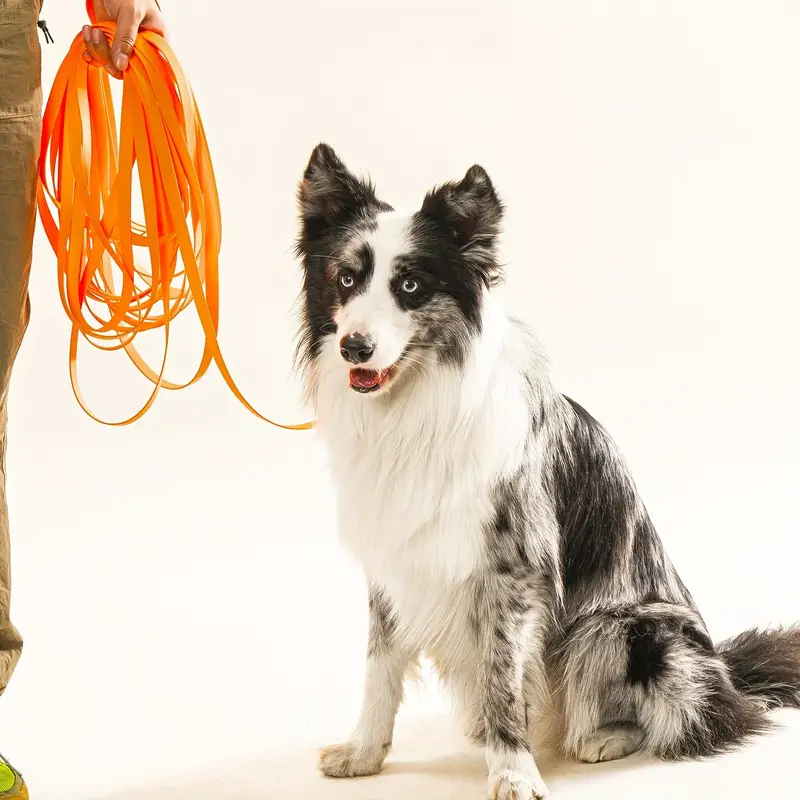 Nylon Small White Stylish Break Dog Pet Collar Synonyms