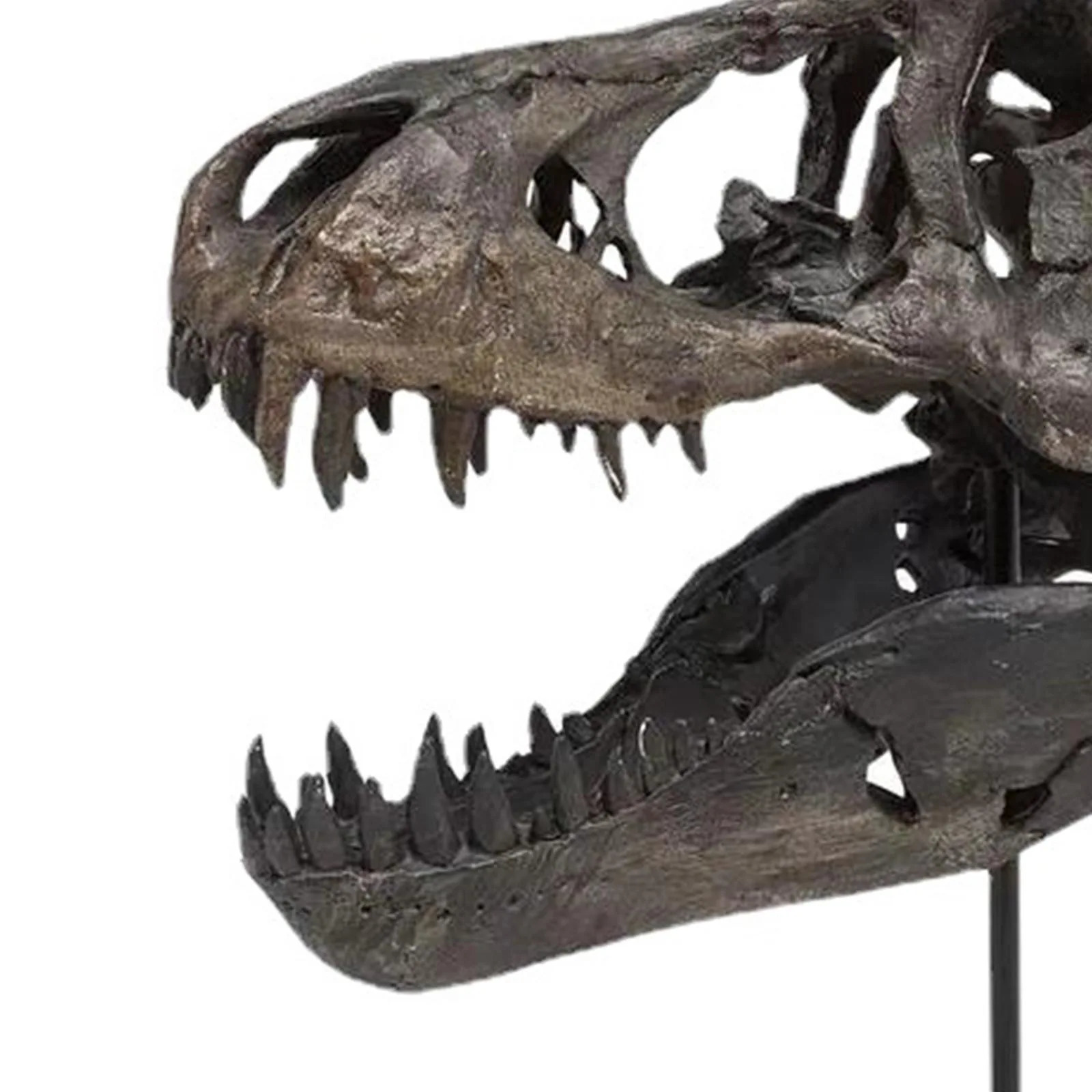 Replica Dinosaur Skull Resin Animal Skeleton Ornament Haunted House Dinosaur Statue Home Decoration accessories For Living Room 240130