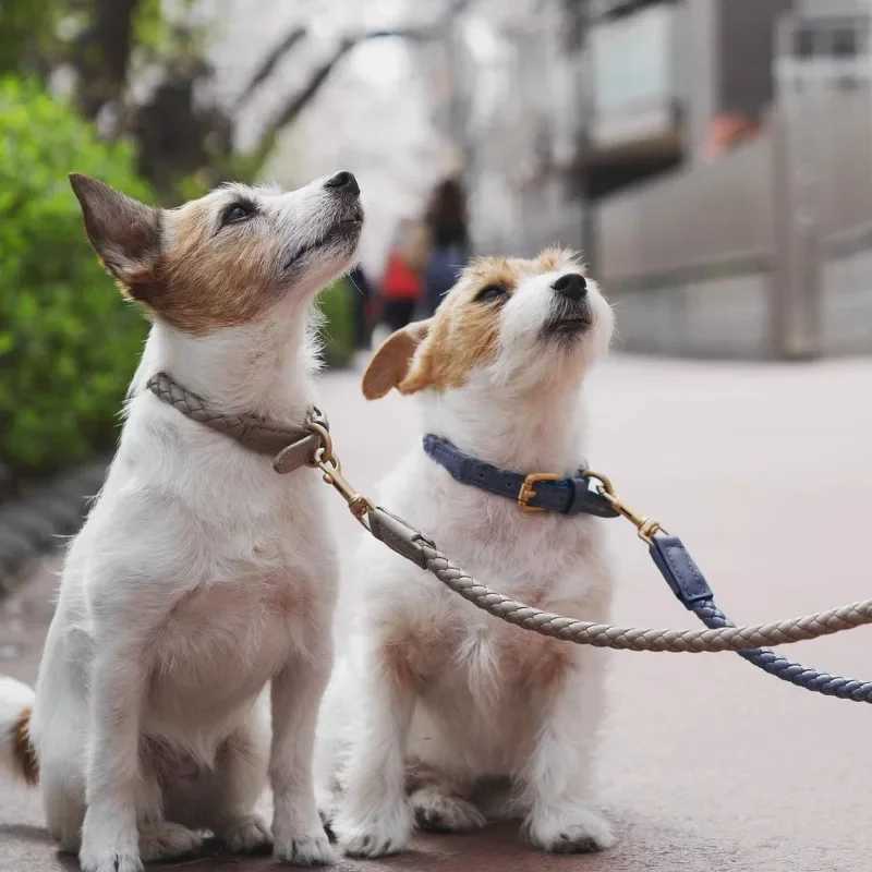 Dog Collars Leashes Leather Dog Collar and Leash Set Adjustable PU Dog Collar Soft Durable Braided Leash and Collar Set for Dogs S2461433