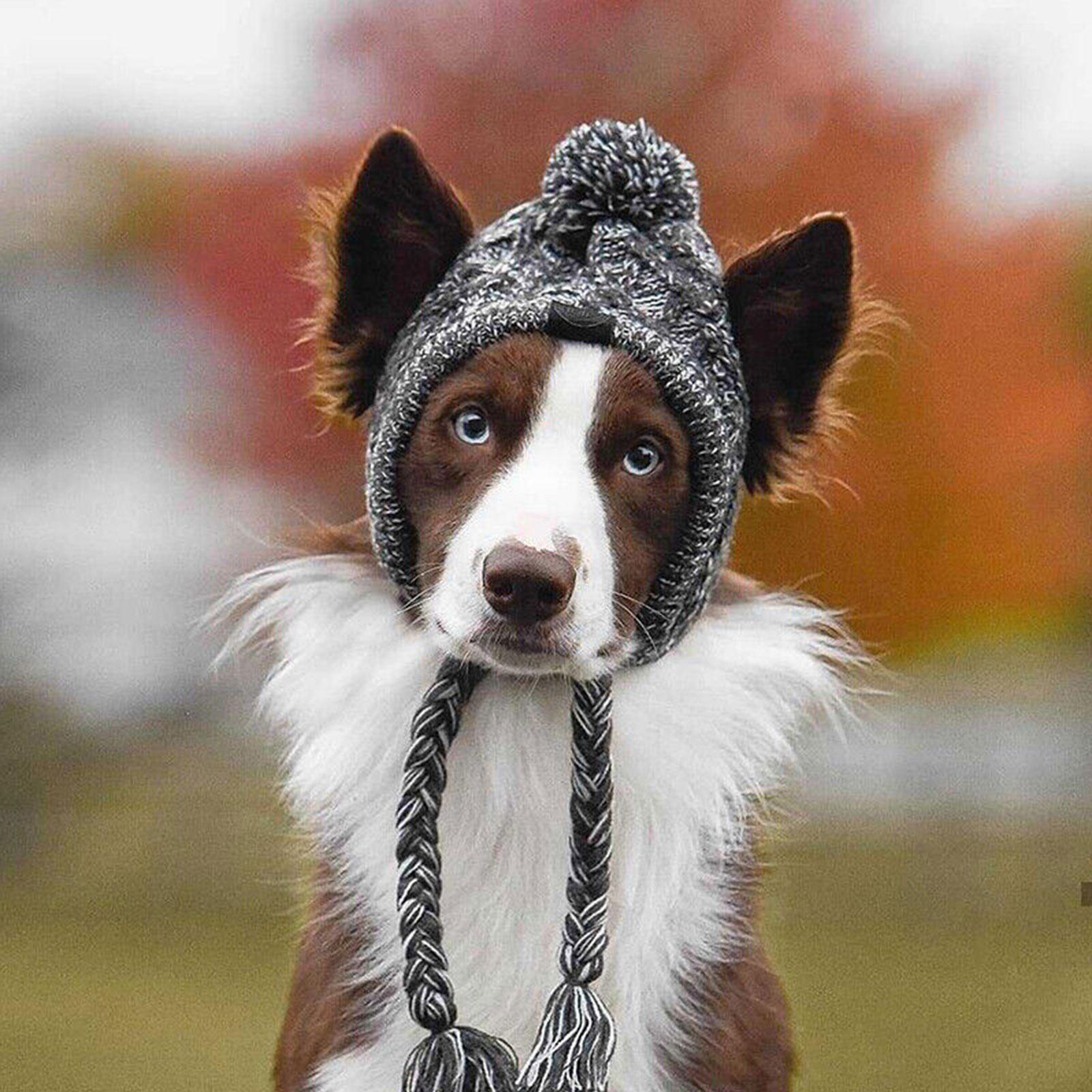 Winter Warm Dog Hats Windproof Knitting French Bulldog Hat For Dog Chihuahua Hat Fluffy Pet Hat Pet Clothing Hat Accessories