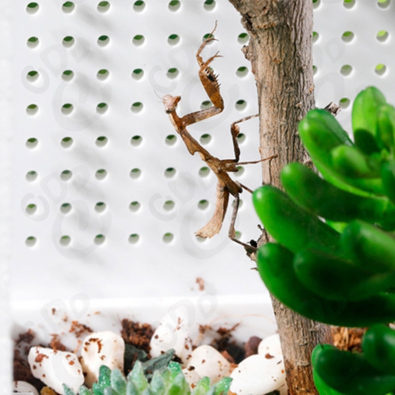 448B Acrylic Terrarium Insect Tarantulas Enclosure-Tanks Snail Habitat Mini Critter Keeper Insect