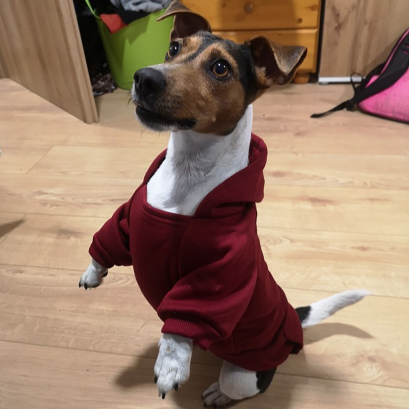 Comfortable Cold Weather Wear for Tiny Canines: Adorable Designer Apparel Collection