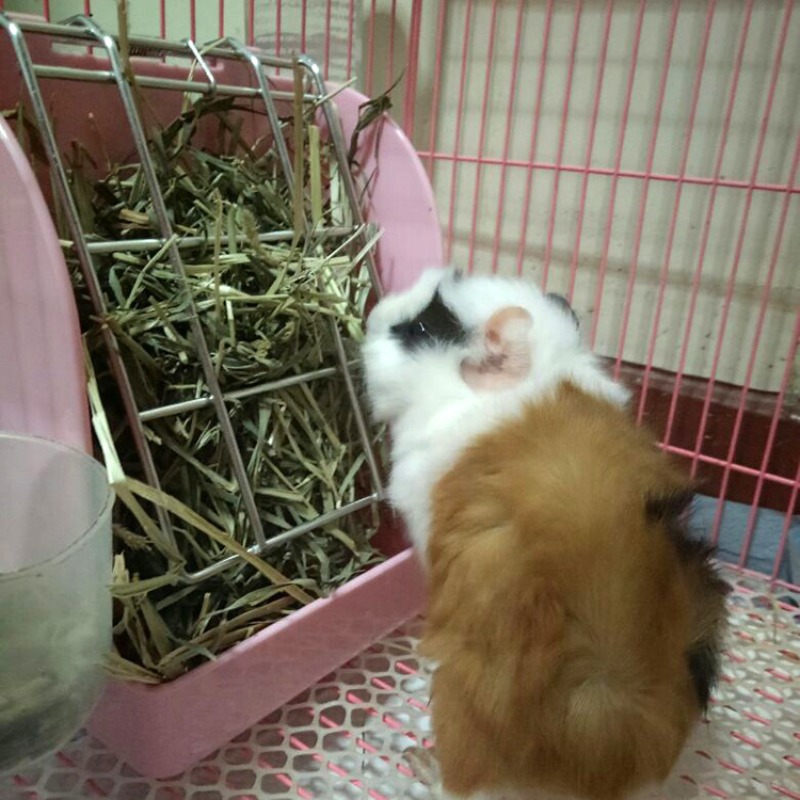 Rabbit Feeder Holder Hay Feeding Dispenser Container For Rabbit Guinea Pig Small Animals Hanging Cage