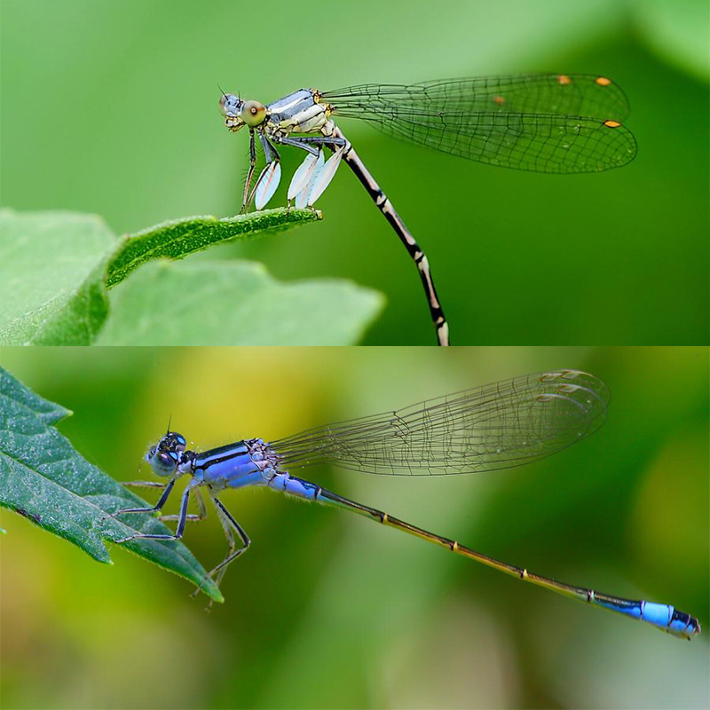 Royal Sissi 2optional colors 10pcs pack artificial damselfly nymph rubber body&legs fly tying materials trout fly fishing lure