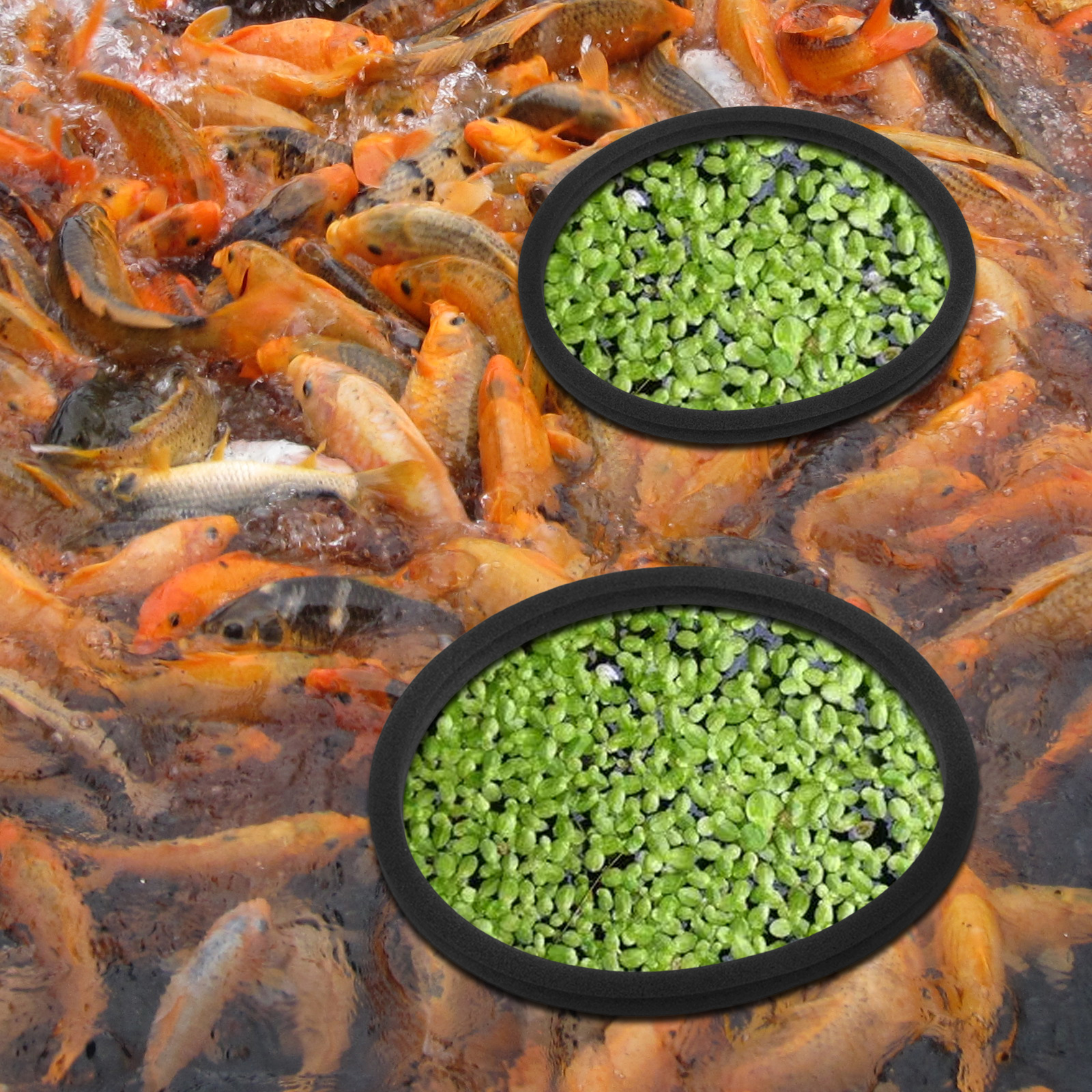 Clear Fish Tank Grass Retaining Ring Pet Feeder Aquarium Floating Plant Rings Food Eva