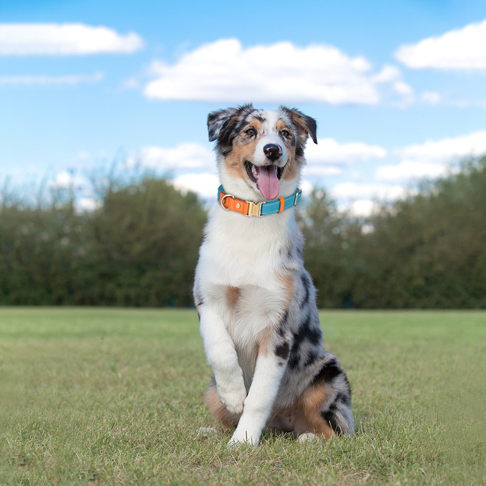 Leather Personalized Dog Collar with Pet ID Tag, Pet Collar Adjustable Poly Fabric Durable Strong for Small Medium Large Dogs