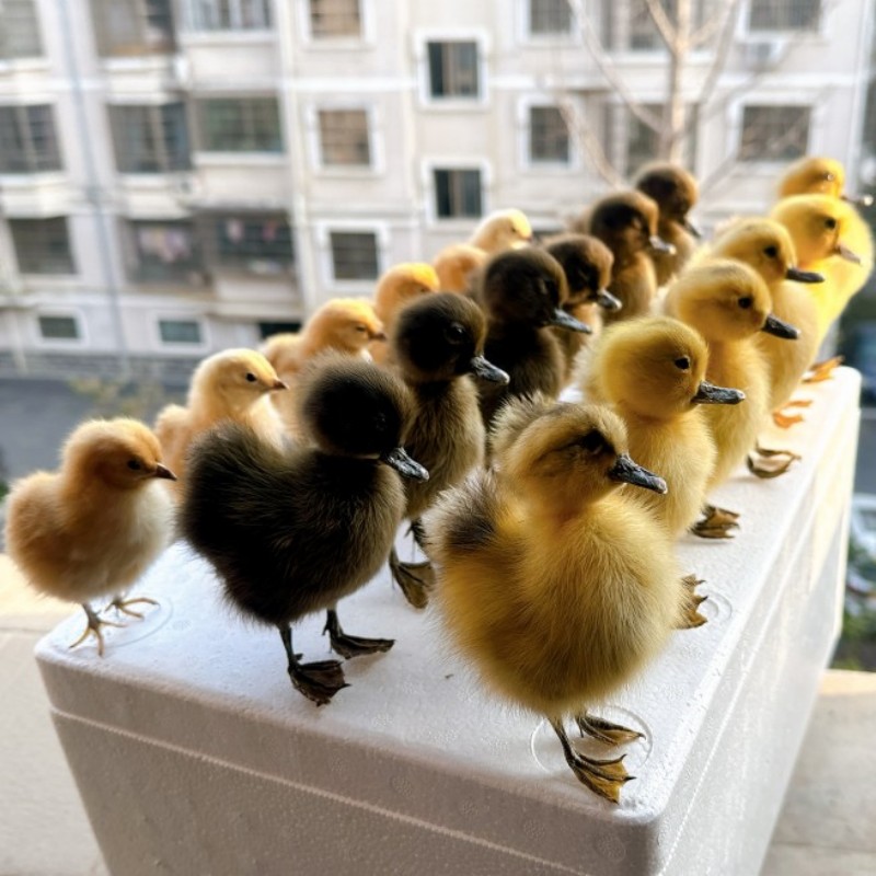 Eurasian Stuffed Animal, 1 Taxidermy, Chicken, Duck, Specimen, Teaching, Decoration