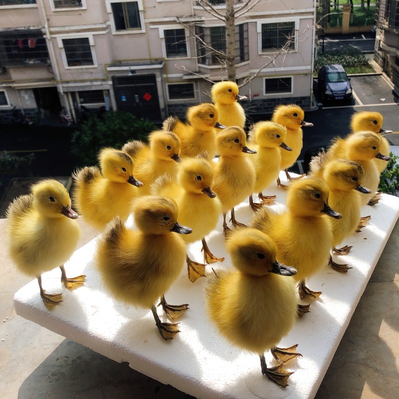 Eurasian Stuffed Animal, 1 Taxidermy, Chicken, Duck, Specimen, Teaching, Decoration