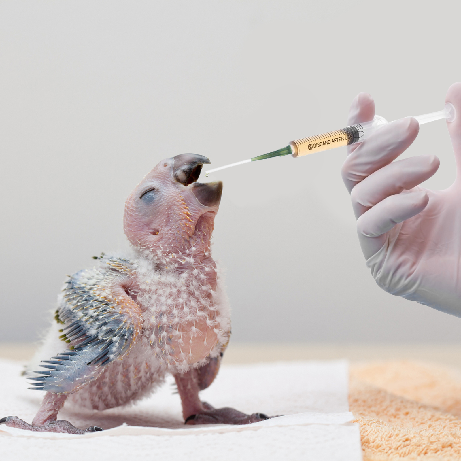 Popetpop Puppy Food Birds Feeding Hose Plastic Bird Feeding Tubes Pets Sick Birds Feeding Tools Milk Water Food Feeder