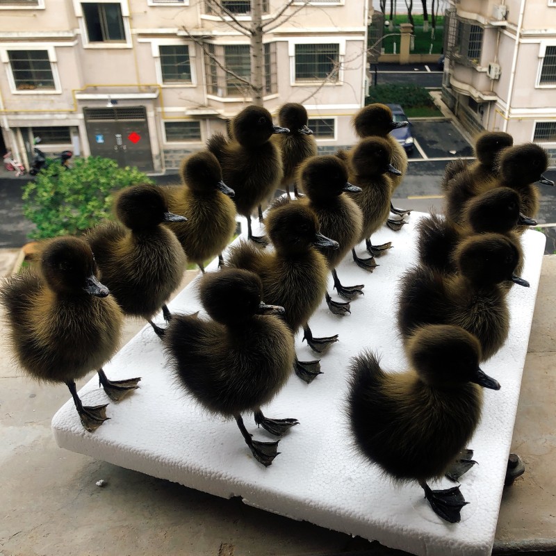 Eurasian Stuffed Animal, 1 Taxidermy, Chicken, Duck, Specimen, Teaching, Decoration