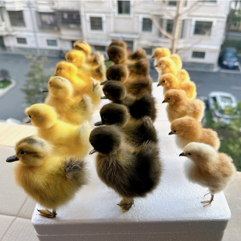 Eurasian Stuffed Animal, 1 Taxidermy, Chicken, Duck, Specimen, Teaching, Decoration