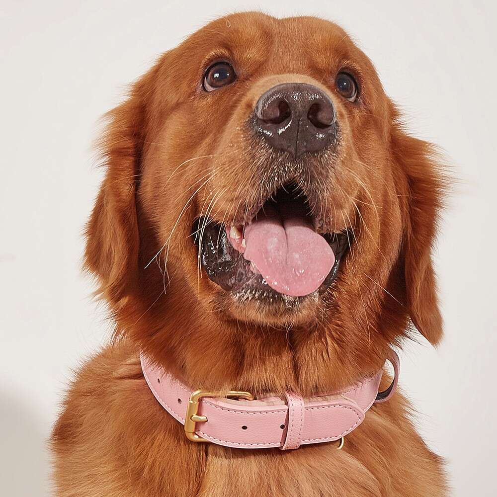 Hot Sale Genuine Waterproof Dog Kitten Puppy Adjustable Leather Collar For Outdoor Walking