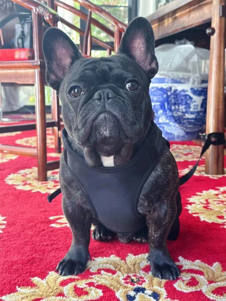 free shipping Step-in Designer Harness and Leashes Set Leather Pet Collar Leash with Handbag Soft Dog Bandand for Small Medium Dogs Poodle French Bull