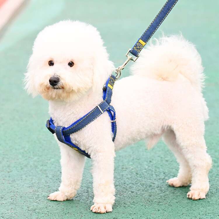 Pet large, medium, and small chains, teddy gold fur dog leash, pet supplies