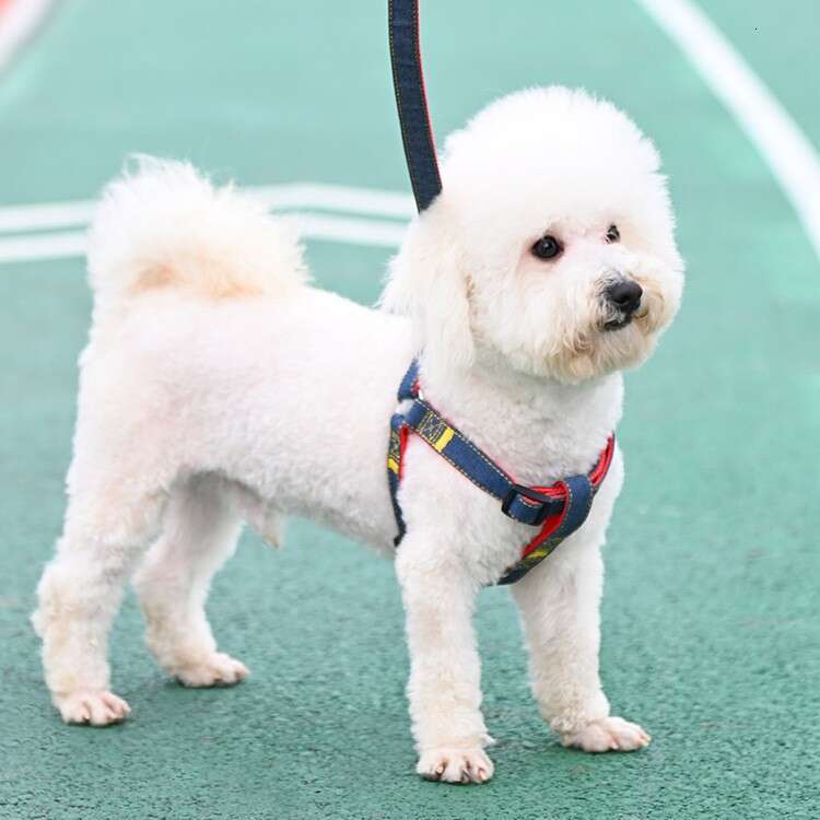 Pet large, medium, and small chains, teddy gold fur dog leash, pet supplies