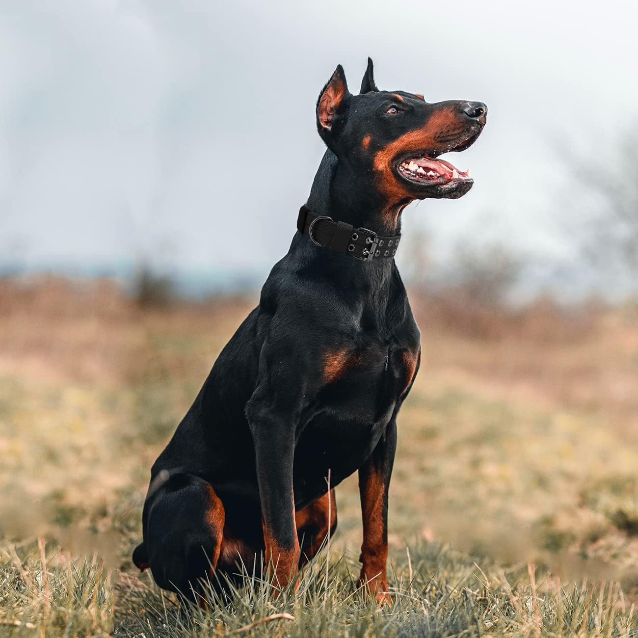 Tactical Military Adjustable Dog Soft Nylon Training Collar Heavy Duty Metal Buckle Collars for Medium Large Dogs CH312