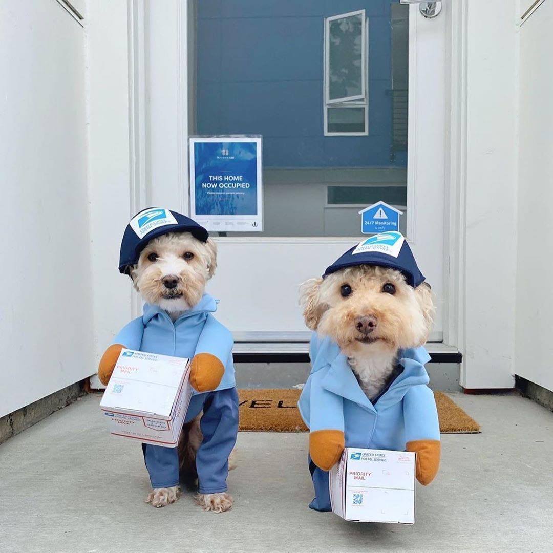 Pet Suppliers pet costume dogs Cats cosplay costume for Halloween Christmas Holiday party dress up cute pets Festival Dog Outfit Costumes Dog Mail Car