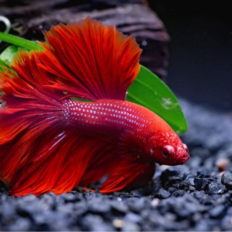2Pcs Betta Bed Leaf Pad Hammock for Betta Fish Improves Betta's Health by Simulating The Natural Habitat Natural Rest Area