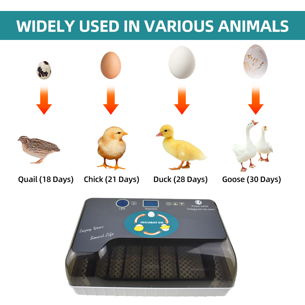 12 Eggs Incubator with Automatic Egg Turning, Humidity Control, Temperature Display and Egg Candler Light, Chick Cozy Incubator