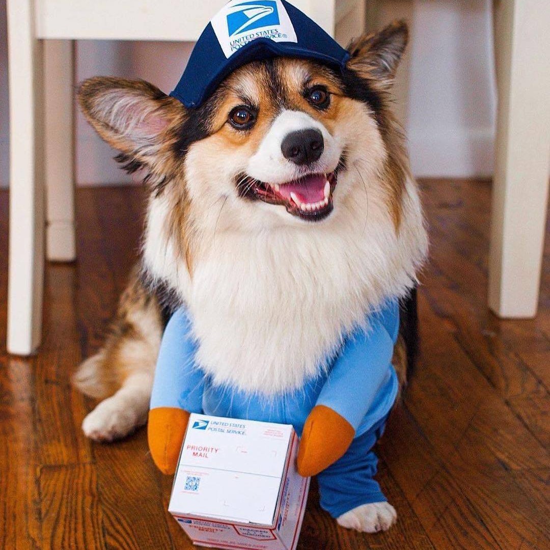 Pet Suppliers pet costume dogs Cats cosplay costume for Halloween Christmas Holiday party dress up cute pets Festival Dog Outfit Costumes Dog Mail Car