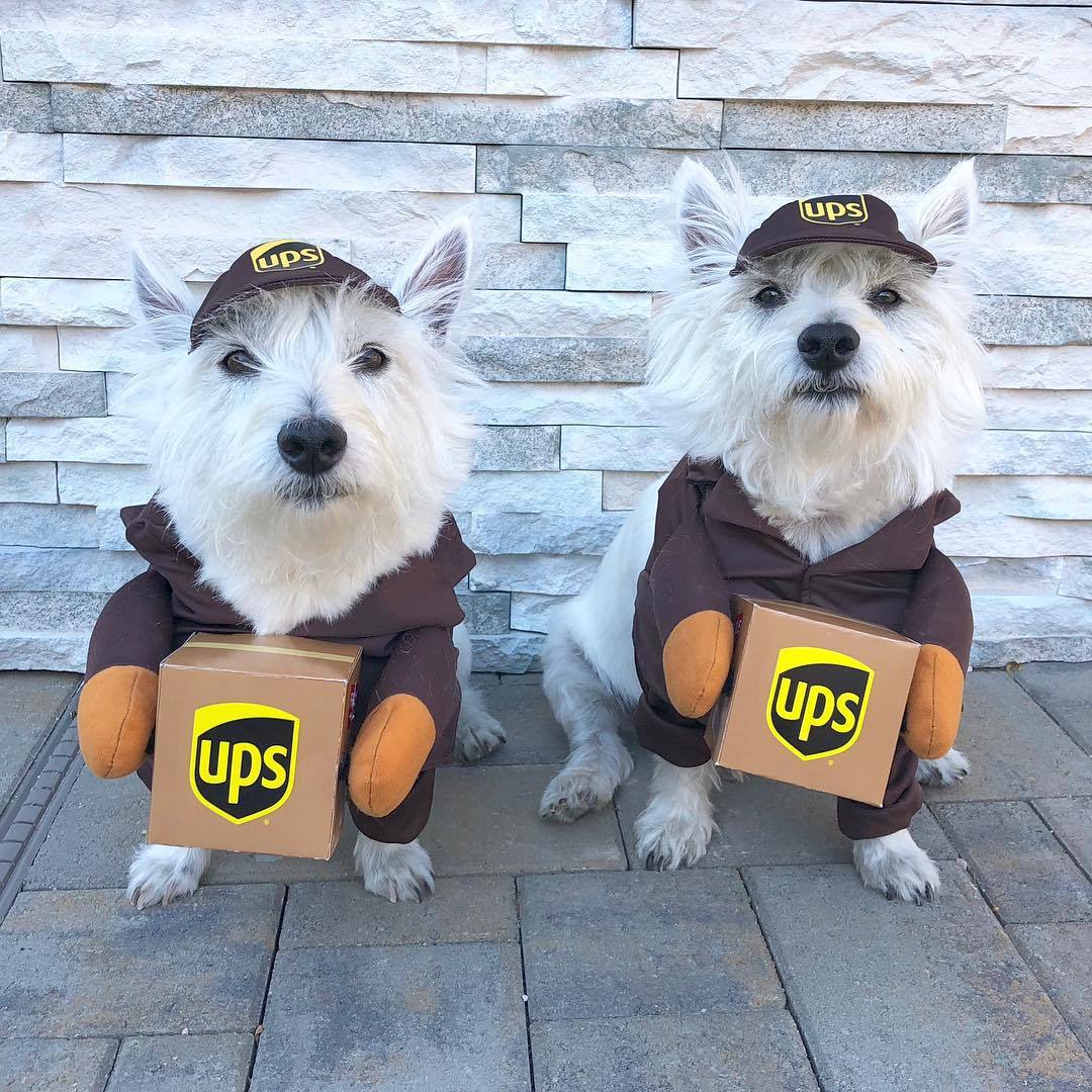Pet Suppliers pet costume dogs Cats cosplay costume for Halloween Christmas Holiday party Pet UPS dress up cute pets Festival Dog Outfit