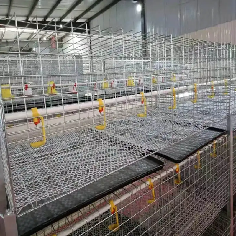 Chicken Cage Little Baby Chicks Egg Broiler Chicken Cage with Automatic Drinking System
