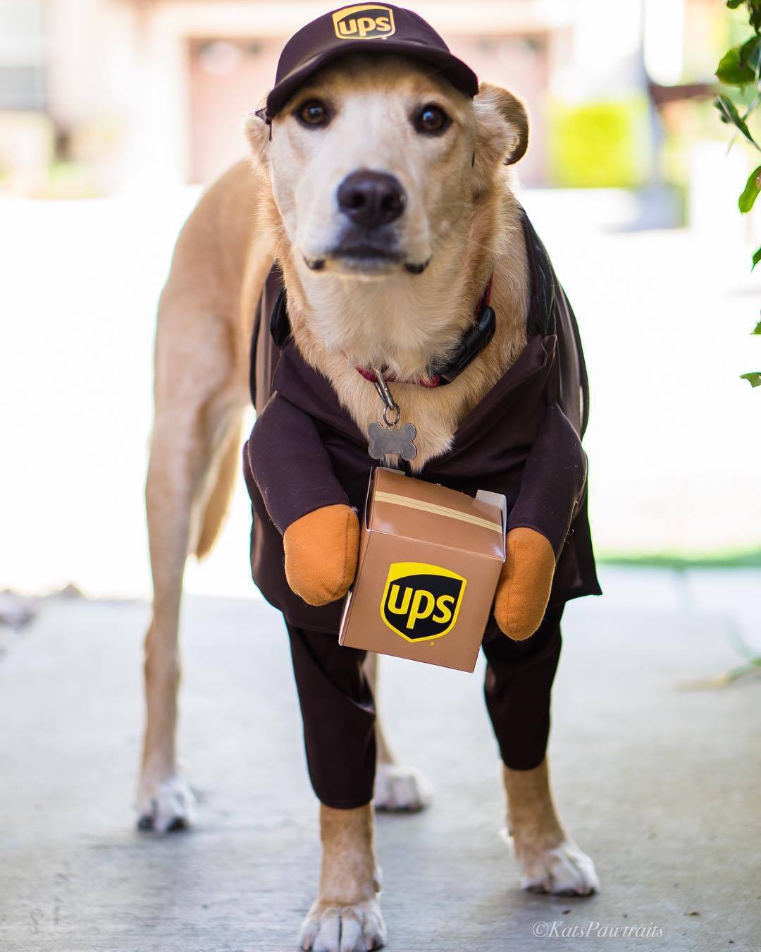 Pet Suppliers pet costume dogs Cats cosplay costume for Halloween Christmas Holiday party Pet UPS dress up cute pets Festival Dog Outfit
