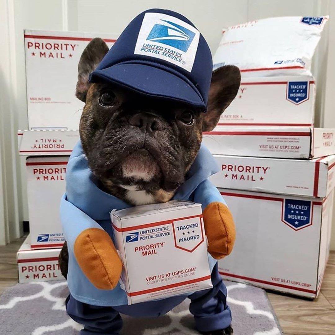 Pet Suppliers pet costume dogs Cats cosplay costume for Halloween Christmas Holiday party dress up cute pets Festival Dog Outfit Costumes Dog Mail Car
