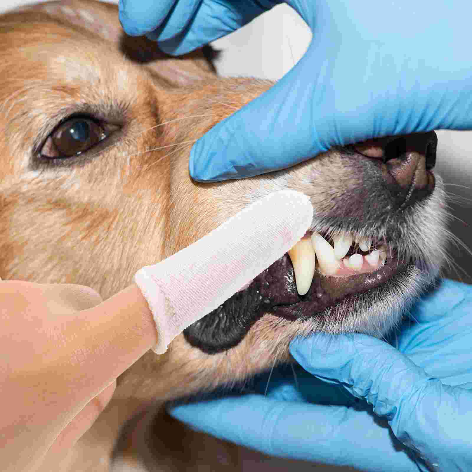 Dog Tartar for Teeth Pet Cleaning Finger Cots Toothbrush Dental Sticks Dogs White