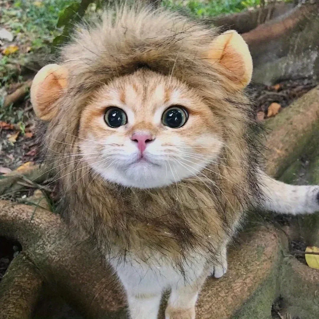 Adorable Lion Mane Costume for Cats - Durable, Comfy & Perfect for Parties, Photo Ops Dog Hat
