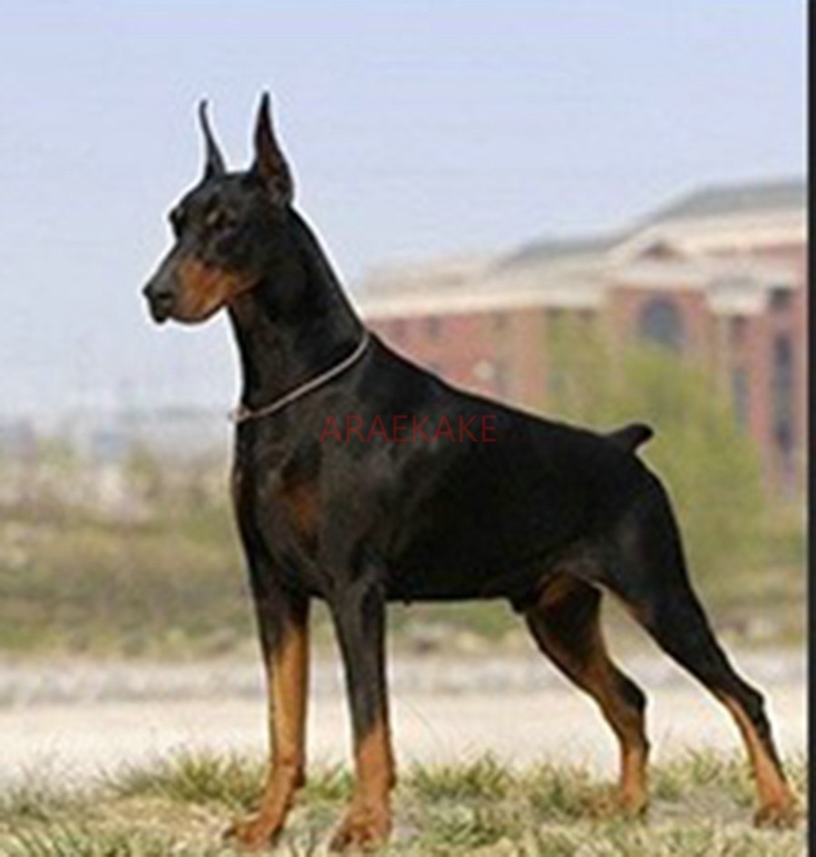 Dog P Chain Collar Traction Rope Snake Chain P Rope Training Dog P Character Dog Chain Training Rope