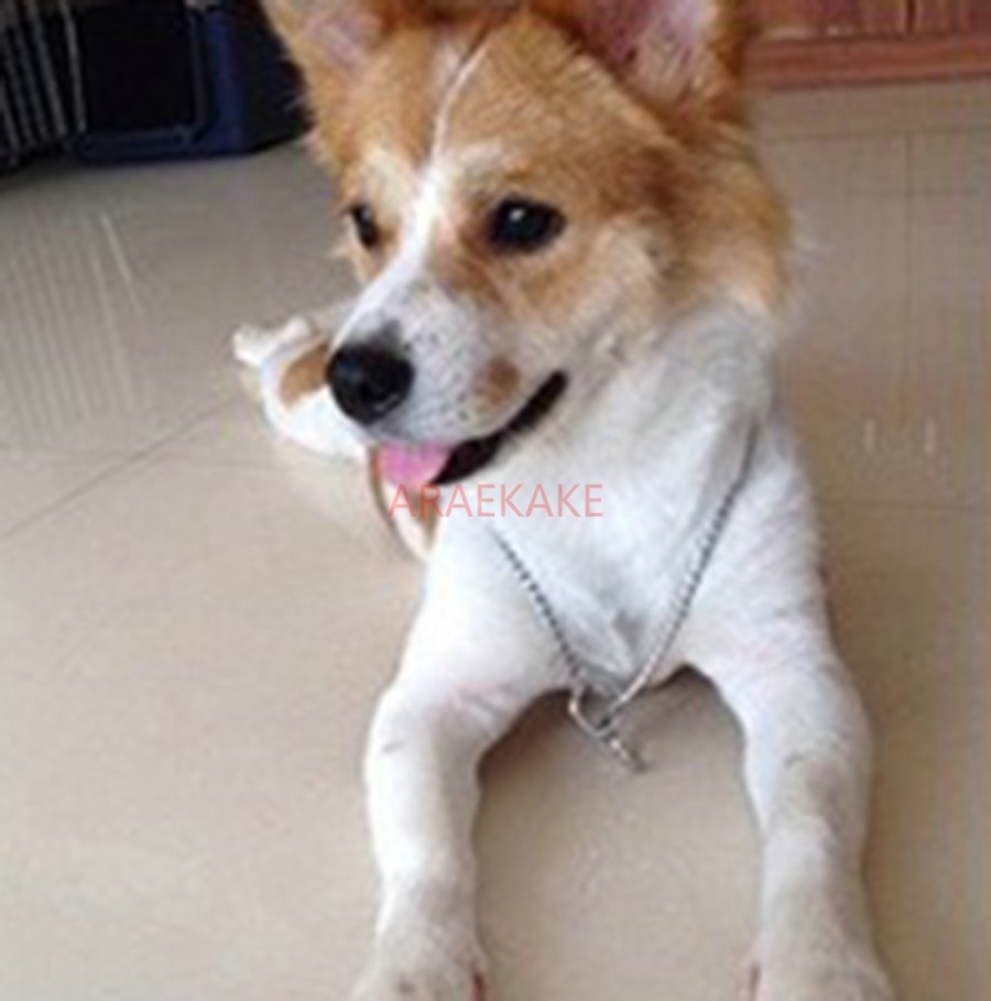 Dog P Chain Collar Traction Rope Snake Chain P Rope Training Dog P Character Dog Chain Training Rope
