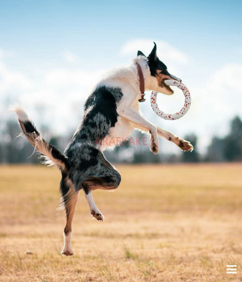 Pet Dog Toy Outdoor Tug of War Training Interactive Bite Resistant Teeth Grinding