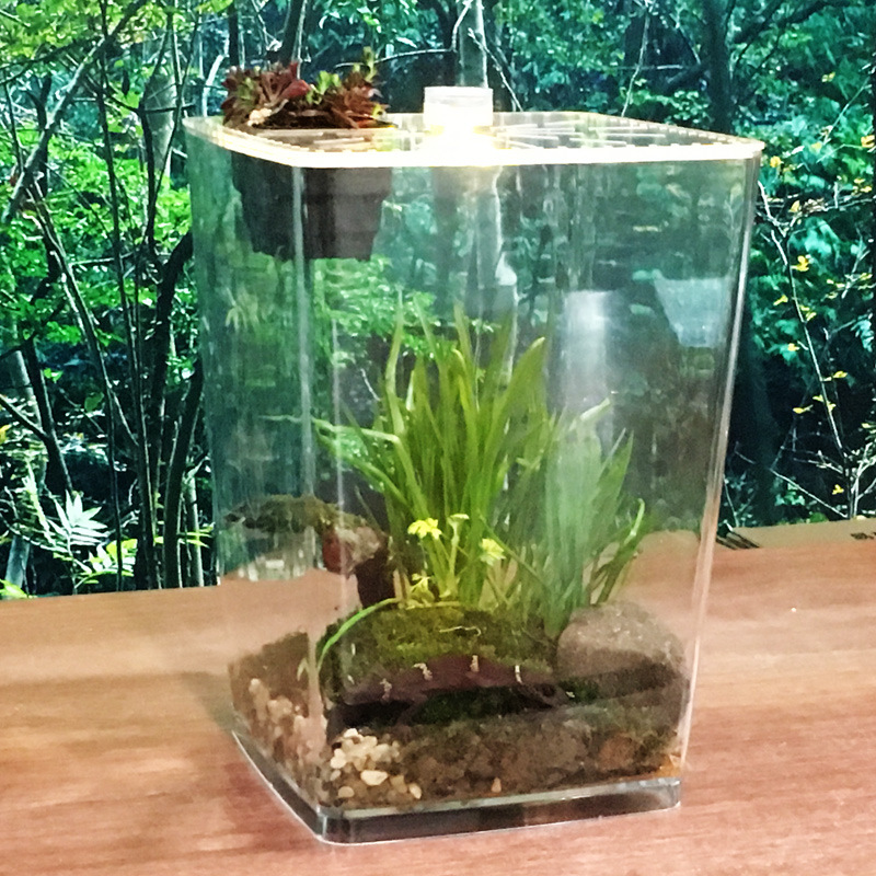 Clear Acrylic Insect Feeding Box Small Reptile Breeding Box Reptile Feeding Container Aquarium Breeding