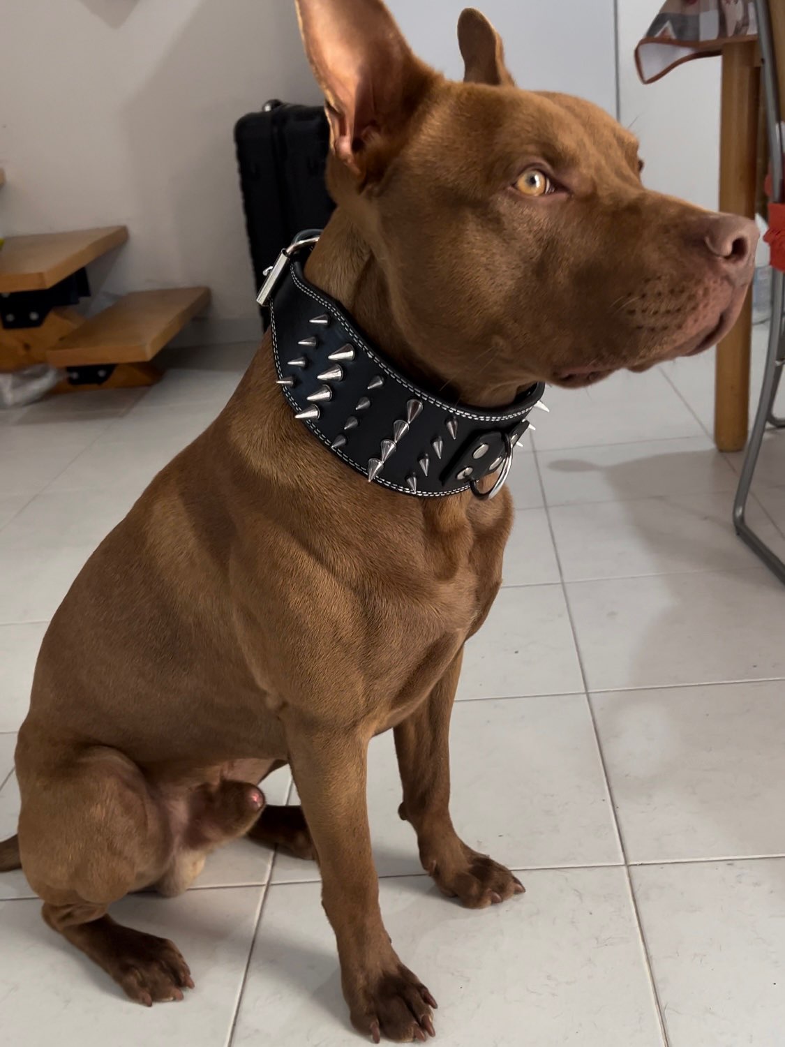 Dog Collars Neck circumference 50-55cm 3 inch Wide Spikes Studded Leather Pet Dog Collar for Large Breeds Pitbull Doberman H250219