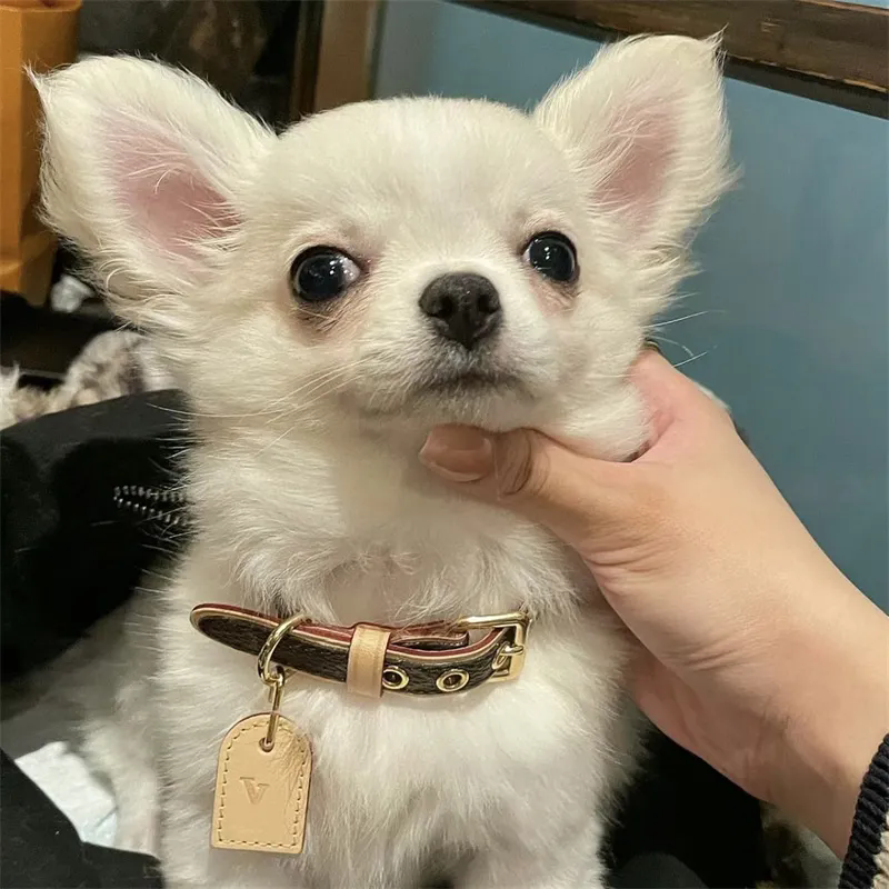 Designer Dog Collar Luxury Pet Traction Rope Fashionable Collars Brand Necklace Animal Necklet Pets Leash Dogs Choker With Box