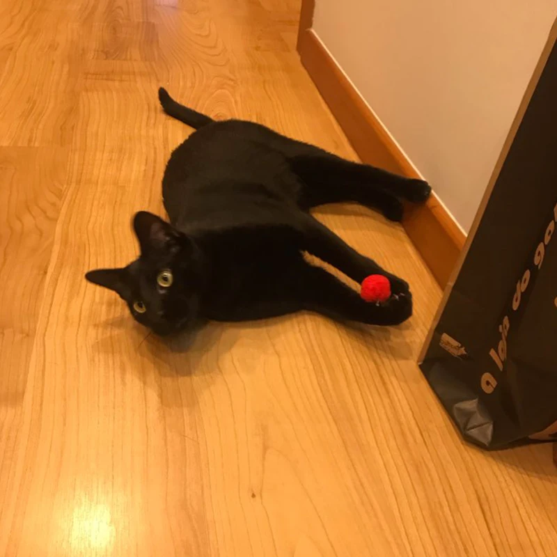 10 20 pcs/lot Soft Cat Toy Plush Balls Kitten Toys Candy Color Colorful Ball Interactive Cat Toys Play Scratch Catch Hamster Toy